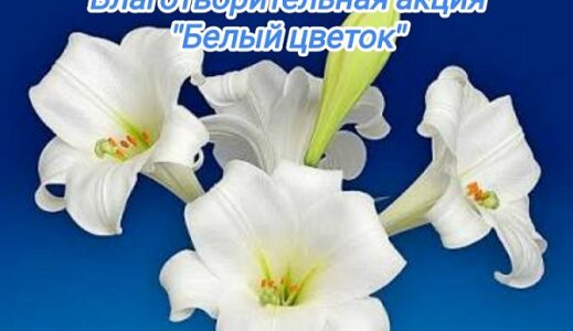 Храм Рождества Христова проводит акцию «Белый цветок»