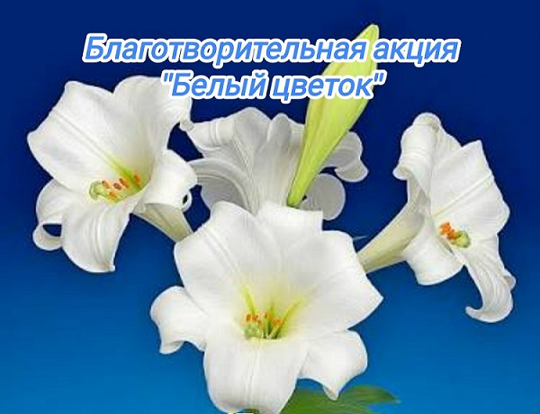 Храм Рождества Христова проводит акцию «Белый цветок»